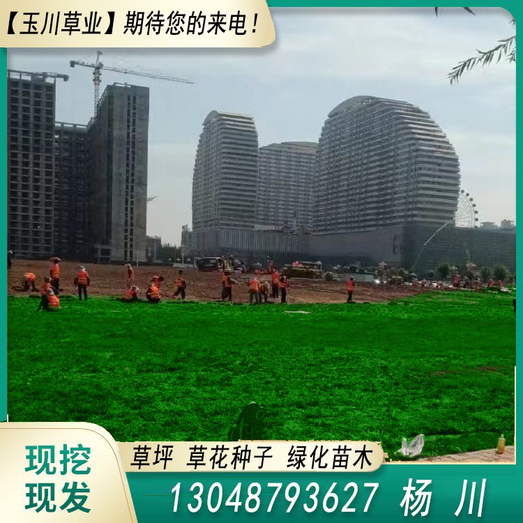 蘭引三號草皮 足球運動場草卷 大量批量供應(yīng)結(jié)縷蘭引三號草約3.88元,約3.86元,約3.66元